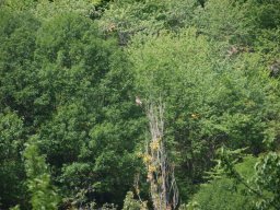 Circa__te-46-800-600-80