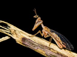 DSC_6215-588-800-600-80