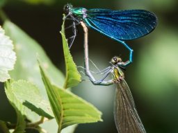 DSC_6350-596-800-600-80