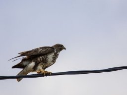 DSC_6380-598-800-600-80