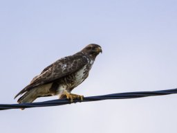 DSC_6381-600-800-600-80