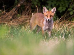 DSC_6386-604-800-600-80