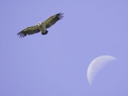 DSC_6426-610-800-600-80