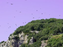 DSC_6450-612-800-600-80