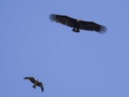 DSC_6469-614-800-600-80