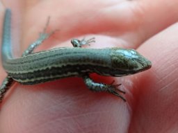 L__zard-73-800-600-80