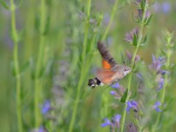 Sphingidae_Macroglossinae___Macroglossum_stellatarum___Le_moro_sphinx___2015_08_01-364-800-600-80