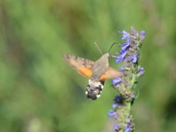 Sphingidae_Macroglossinae___Macroglossum_stellatarum___Le_moro_sphinx___2015_08_02_1_-366-800-600-80