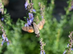 Sphingidae_Macroglossinae___Macroglossum_stellatarum___Le_moro_sphinx___2015_08_02_2_-368-800-600-80