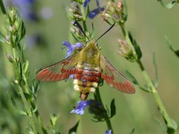 Sphingidae_Macroglossinae____Hemaris_fuciformis___Le_sphinx_gaz_____2015_08_02-362-800-600-80