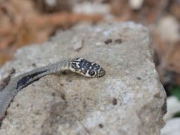 X___Colubridae___Hierophis_viridiflavus___couleuvre_verte_et_jaune____cras__e____2015_08_04-374-800-600-80