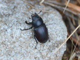 X___Lucanidae___Lucanus_cervus___femelle___2015_08_04-372-800-600-80