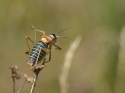 X____Bradyporidae___Ephippiger__ephippiger____2015_08_07-370-800-600-80