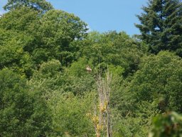 vautour-78-800-600-80