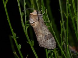COSSIDAE_COSSINAE___Cossus_cossus___2016_07_18__2_-544-800-600-80