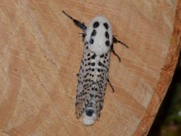 COSSIDAE_ZEUZERINAE___Zeuzera_pyrina___2016_07_20-546-800-600-80