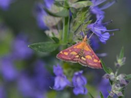 Crambidae_Pyraustinae___Pyrausta_aurata___Pyrale_de_la_menthe___2015_08_03-240-800-600-80