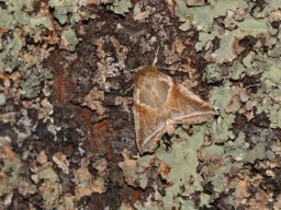 DREPANIDAE_THYATIRINAE___Habrosyne_pyritoides___2016_07_16-548-800-600-80