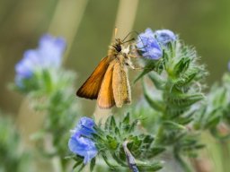 DSC_5814-616-800-600-80