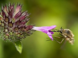 DSC_5840-618-800-600-80