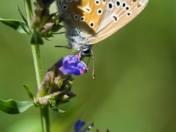 DSC_5862-620-800-600-80