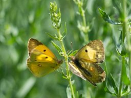 DSC_5876-622-800-600-80