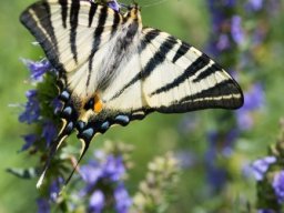 DSC_5884-624-800-600-80