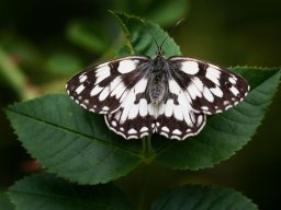 DSC_5922-626-800-600-80