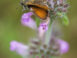 DSC_5962-628-800-600-80