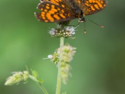 DSC_5975-630-800-600-80