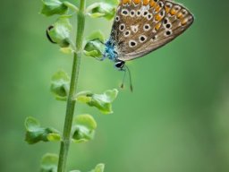 DSC_5985-632-800-600-80