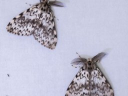 DSC_6055-636-800-600-80