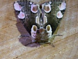 DSC_6063-638-800-600-80