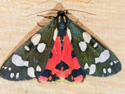 DSC_6072-642-800-600-80