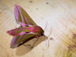 DSC_6092-646-800-600-80