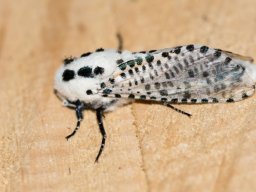 DSC_6189-650-800-600-80