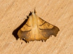 DSC_6193-652-800-600-80