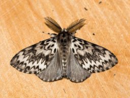 DSC_6194-654-800-600-80