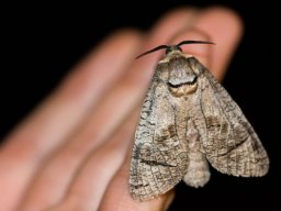 DSC_6201-656-800-600-80