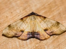 DSC_6203-658-800-600-80