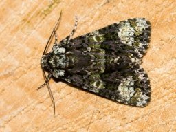 DSC_6257-660-800-600-80