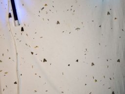 DSC_6259-662-800-600-80