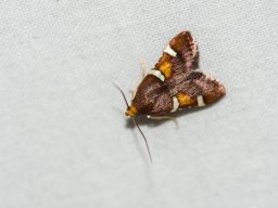 DSC_6264-664-800-600-80