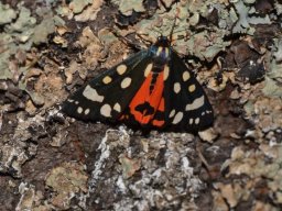 EREBIDAE_ARCTIINAE___Callimorpha_dominula___2016_07_16-550-800-600-80