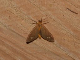 EREBIDAE_ARCTIINAE___Dysauxes_ancilla___2016_07_16-552-800-600-80