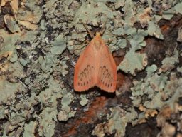 EREBIDAE_ARCTIINAE___Miltochrista_miniata___2016_07_16__2_-554-800-600-80