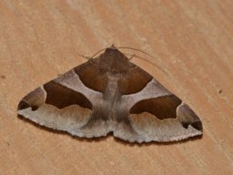 EREBIDAE_EREBINAE___Dysgonia_algira___2016_07_19__2_-556-800-600-80