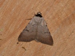 EREBIDAE_EREBINAE___Lygephila_craccae___2016_07_24__2_-558-800-600-80