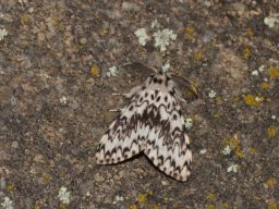 EREBIDAE_LYMANTRIINAE___Lymantria_monacha___2016_07_12-560-800-600-80
