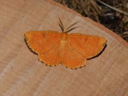 GEOMETRIDAE_ENNOMINAE___Angerona_prunaria___2016_07_16-562-800-600-80